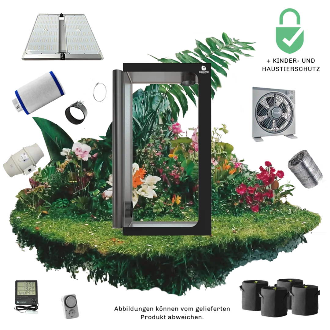 Caluma Set - 3 Plants Plus (100 x 100 cm, 320 W) Info