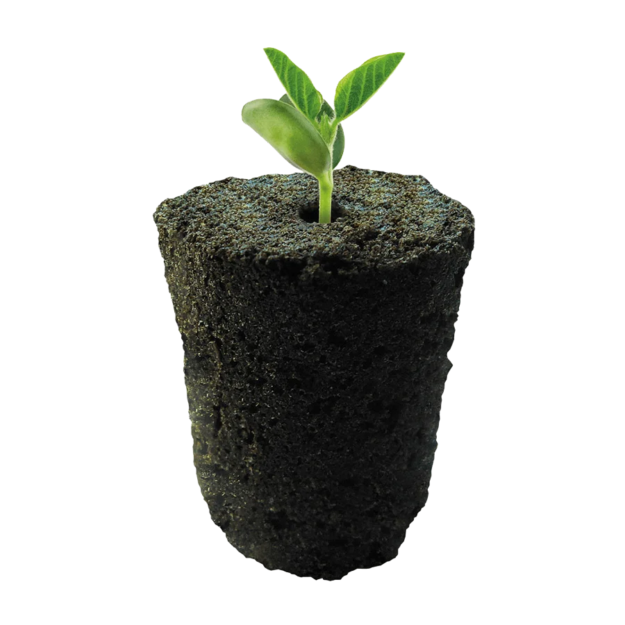 ROOT!T Anzuchtwürfel mit Pflanze
